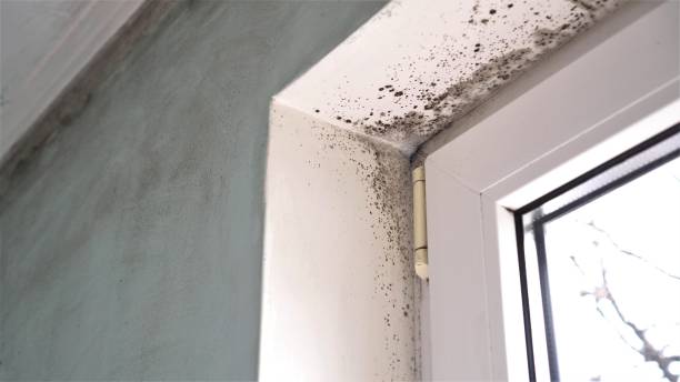 Best Mold Cleaning Services  in Nesquehoning, PA