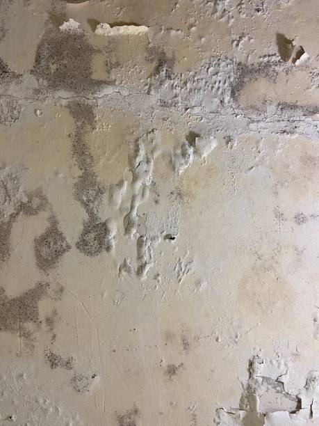 Best Certified Mold Removal  in Nesquehoning, PA