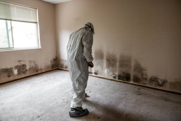 Best Mold Removal Company Near Me  in Nesquehoning, PA