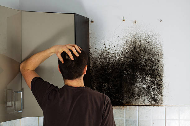 Trusted Nesquehoning, PA Mold Removal Experts