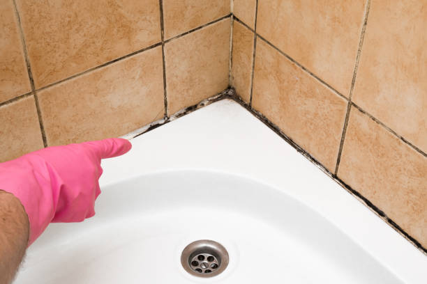Best Mold Testing  in Nesquehoning, PA